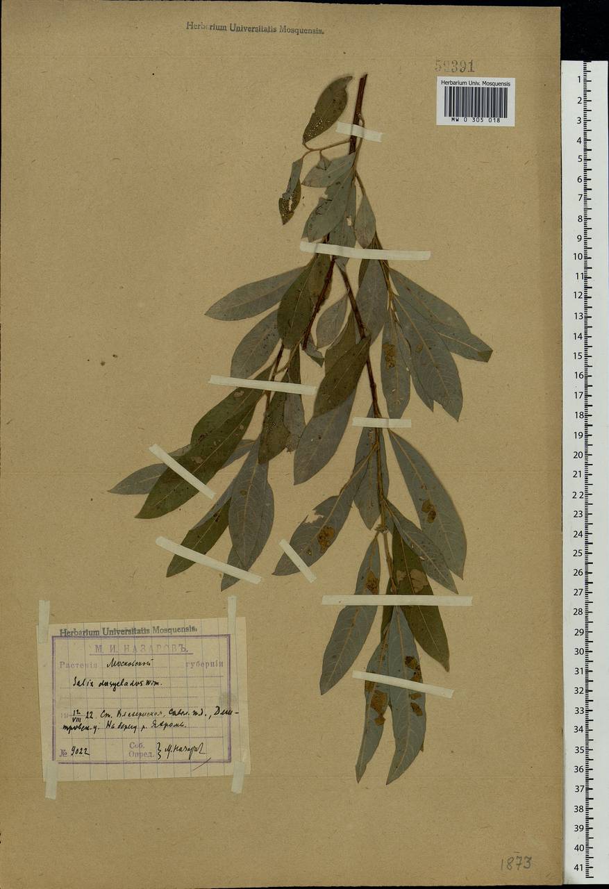 Salix gmelinii Pall., Eastern Europe, Moscow region (E4a) (Russia)