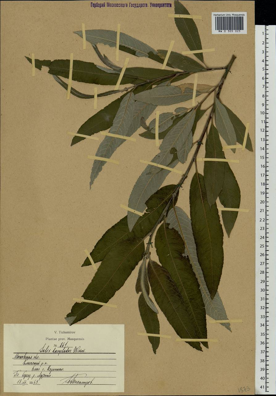 Salix gmelinii Pall., Eastern Europe, Moscow region (E4a) (Russia)