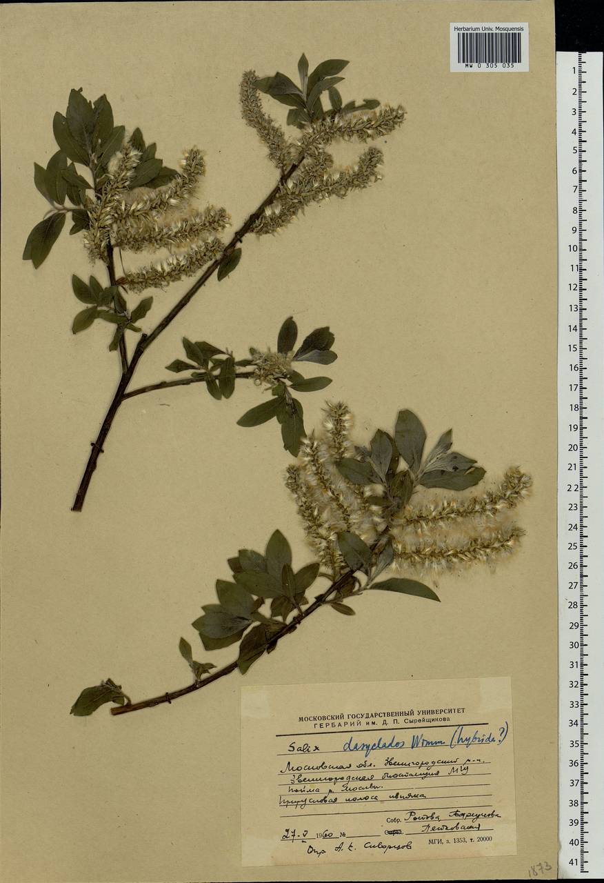 Salix gmelinii Pall., Eastern Europe, Moscow region (E4a) (Russia)