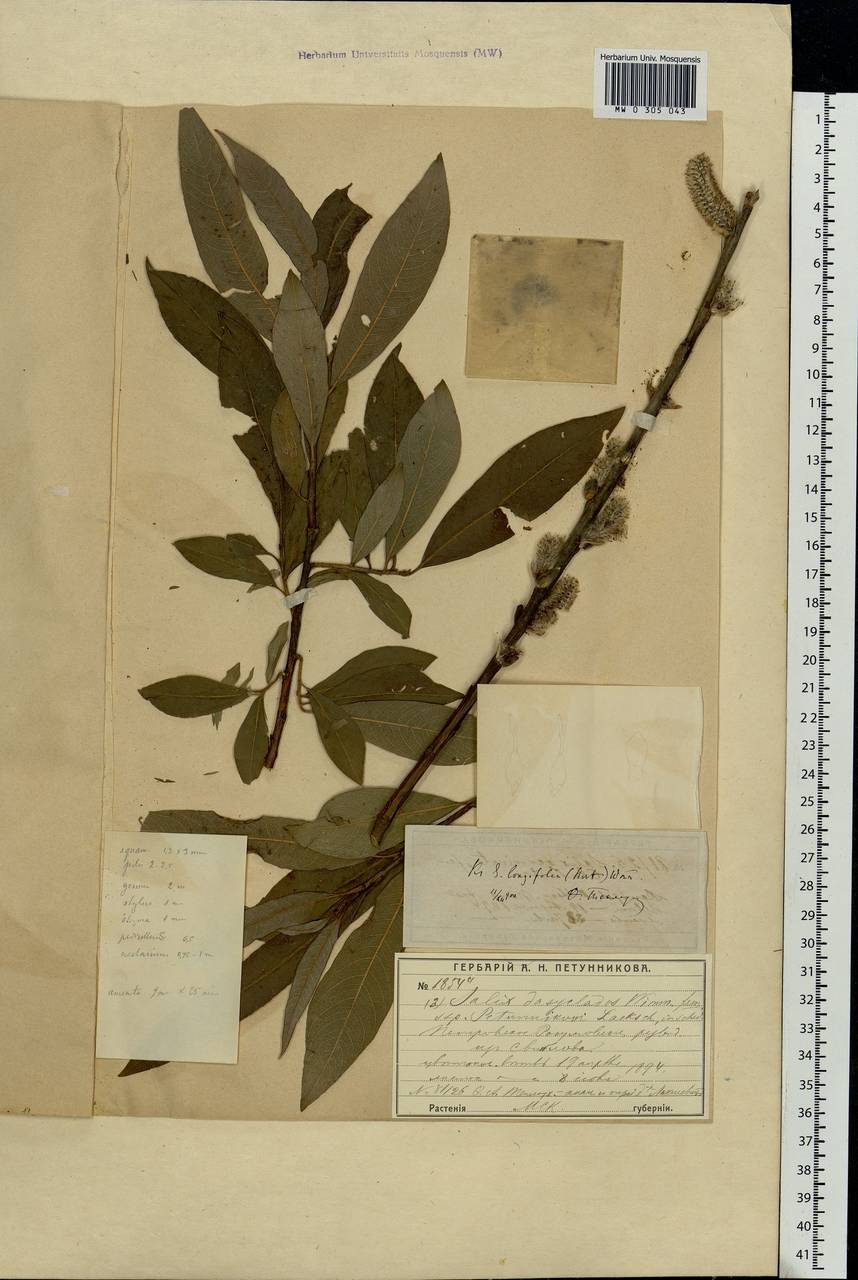 Salix gmelinii Pall., Eastern Europe, Moscow region (E4a) (Russia)