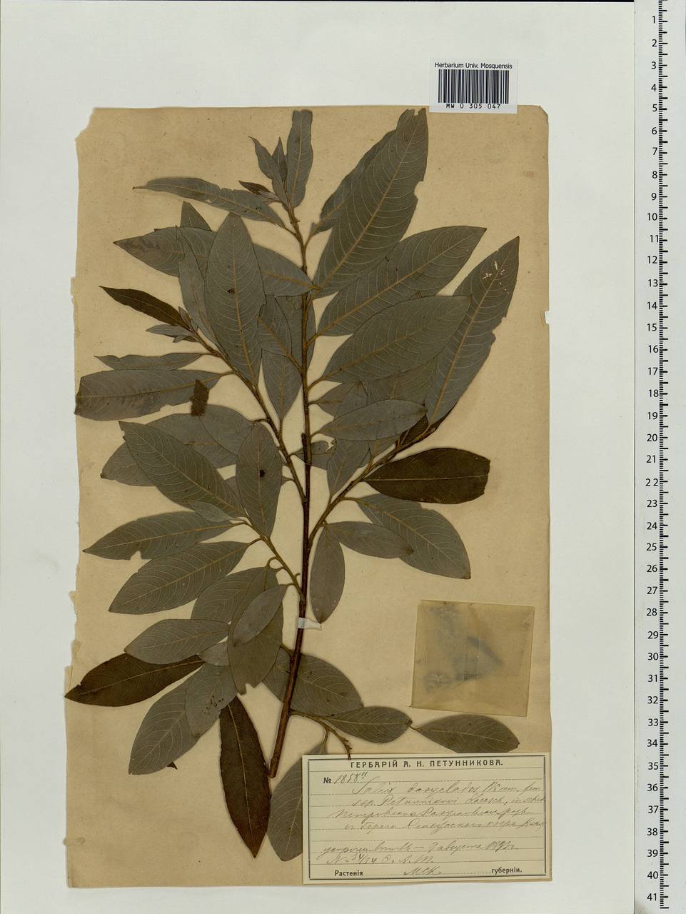 Salix gmelinii Pall., Eastern Europe, Moscow region (E4a) (Russia)