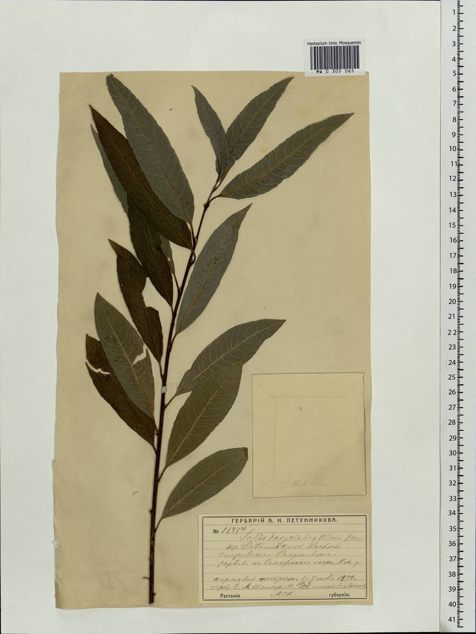 Salix gmelinii Pall., Eastern Europe, Moscow region (E4a) (Russia)