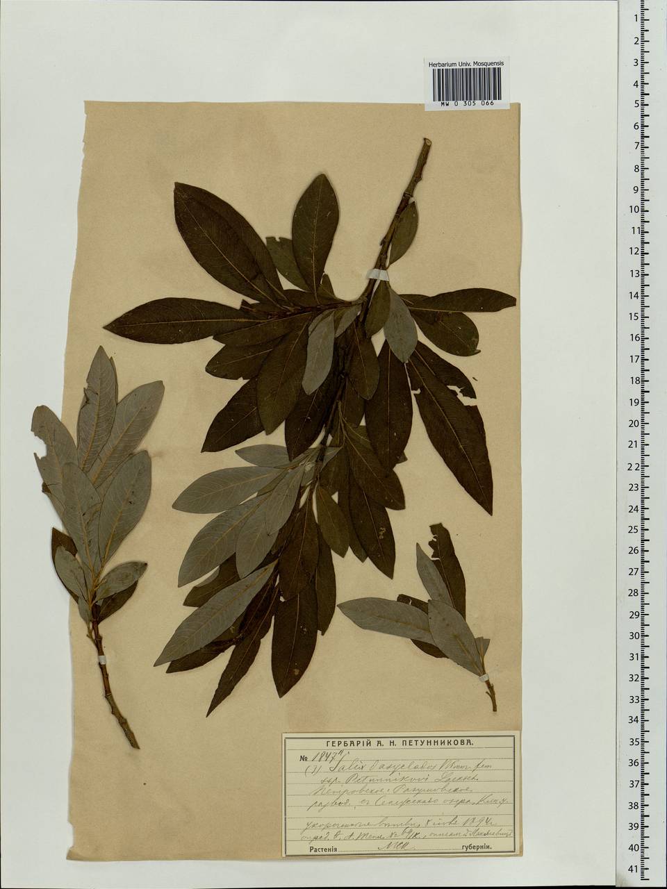 Salix gmelinii Pall., Eastern Europe, Moscow region (E4a) (Russia)