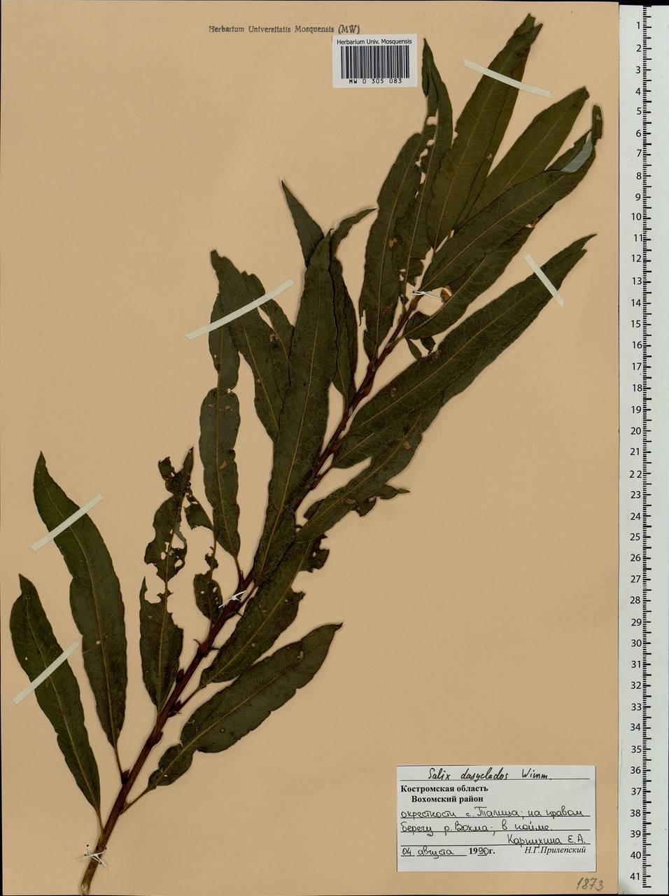 Salix gmelinii Pall., Eastern Europe, Central forest region (E5) (Russia)