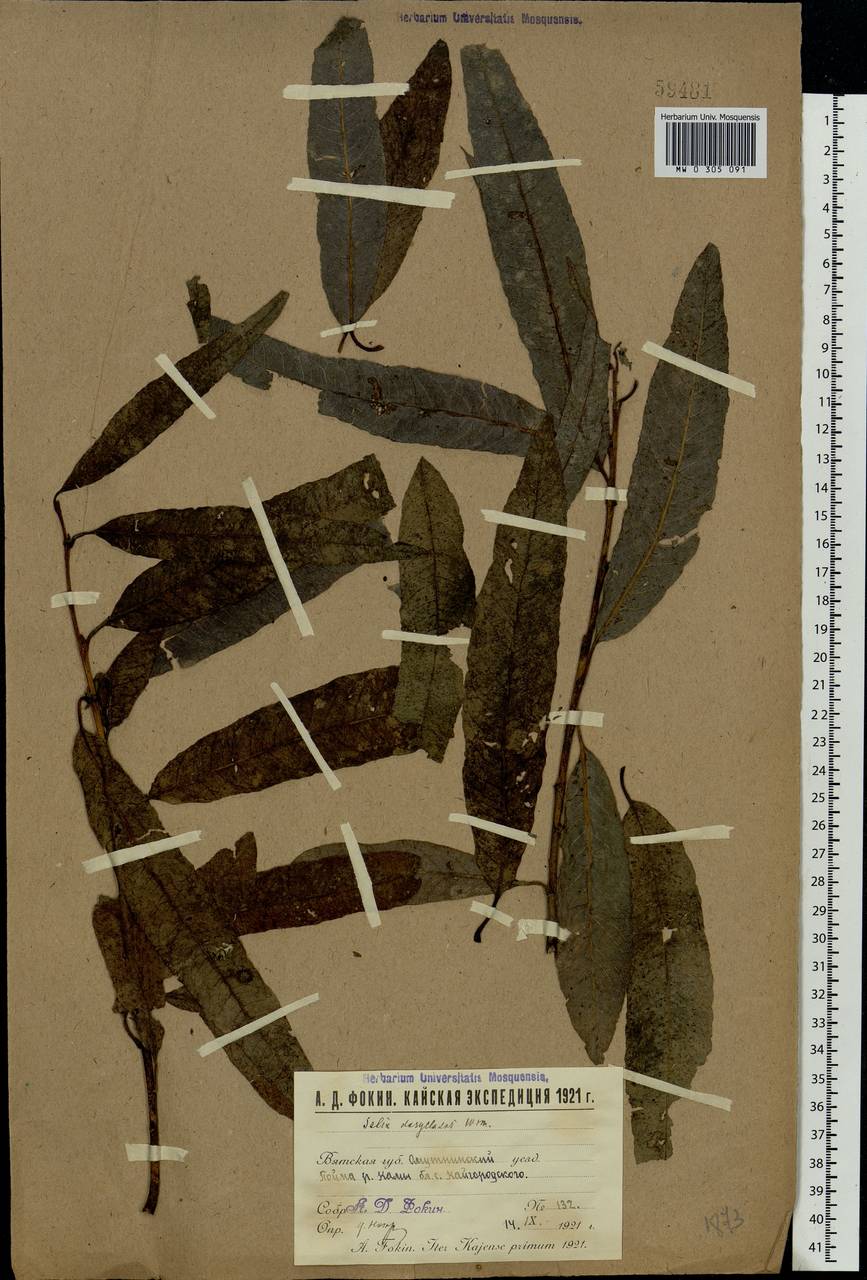 Salix gmelinii Pall., Eastern Europe, Volga-Kama region (E7) (Russia)