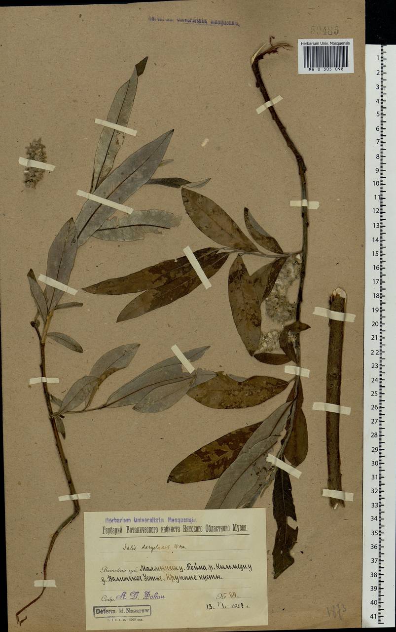Salix gmelinii Pall., Eastern Europe, Volga-Kama region (E7) (Russia)