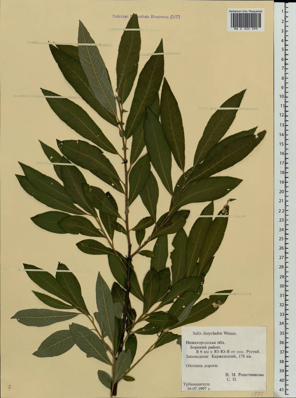 Salix gmelinii Pall., Eastern Europe, Volga-Kama region (E7) (Russia)