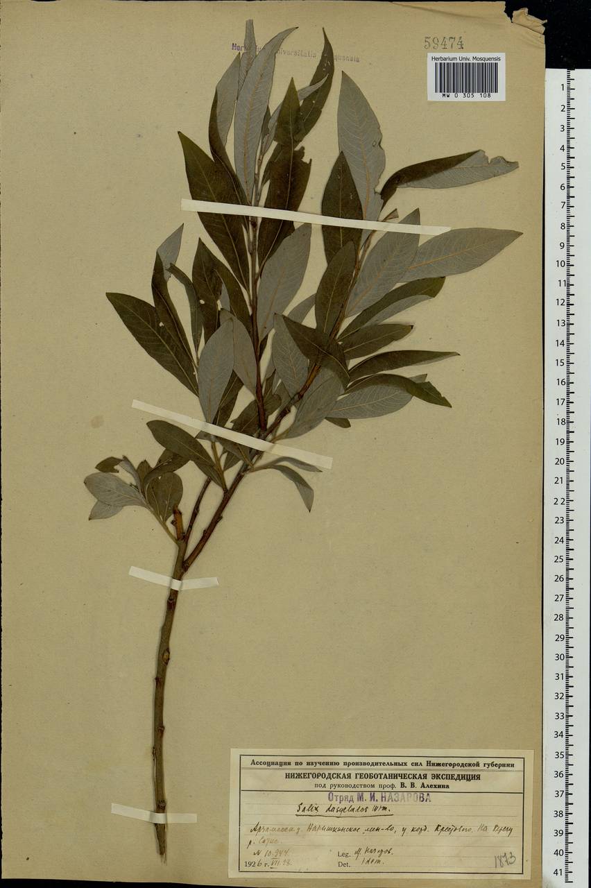 Salix gmelinii Pall., Eastern Europe, Volga-Kama region (E7) (Russia)