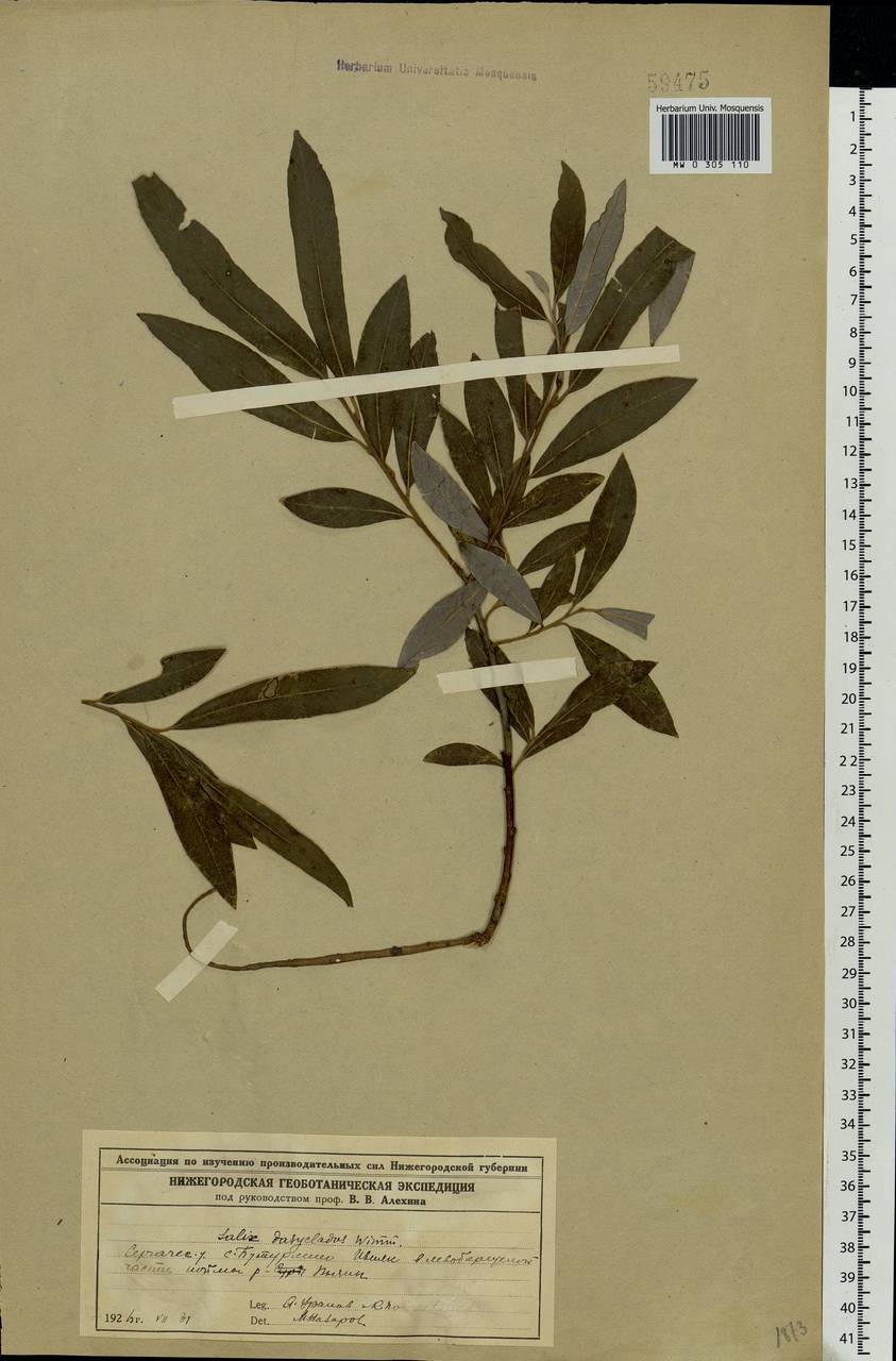 Salix gmelinii Pall., Eastern Europe, Volga-Kama region (E7) (Russia)