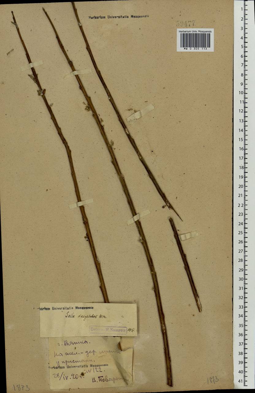 Salix gmelinii Pall., Eastern Europe, Volga-Kama region (E7) (Russia)