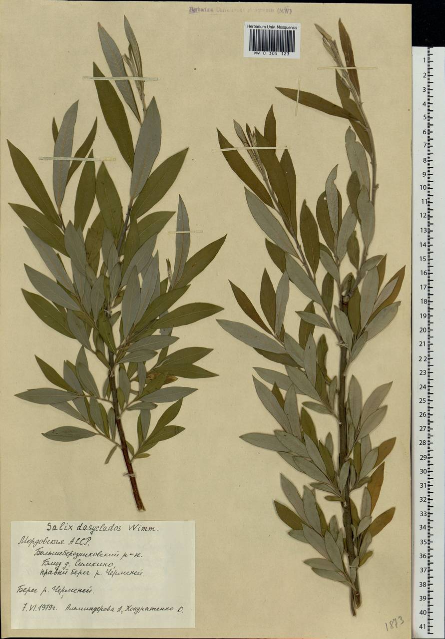 Salix gmelinii Pall., Eastern Europe, Middle Volga region (E8) (Russia)