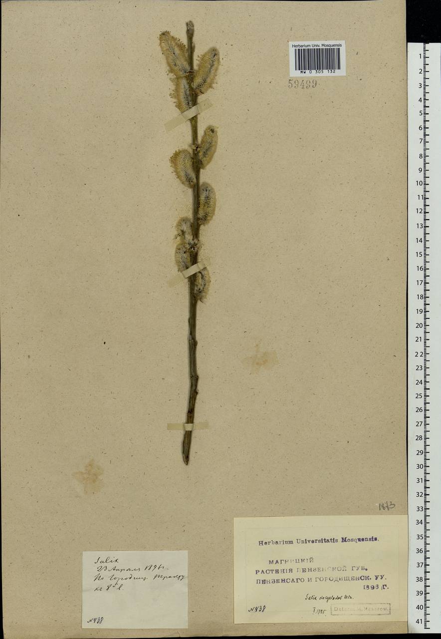 Salix gmelinii Pall., Eastern Europe, Middle Volga region (E8) (Russia)