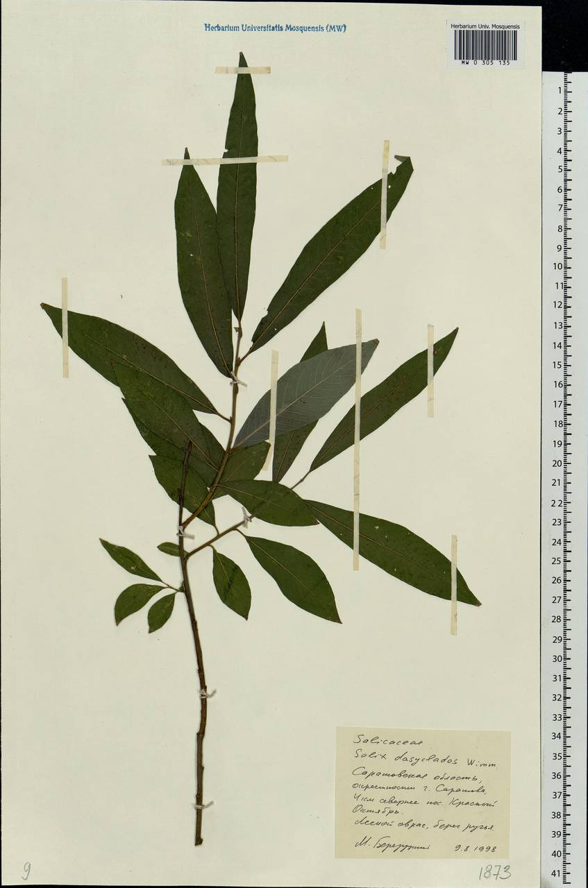 Salix gmelinii Pall., Eastern Europe, Lower Volga region (E9) (Russia)