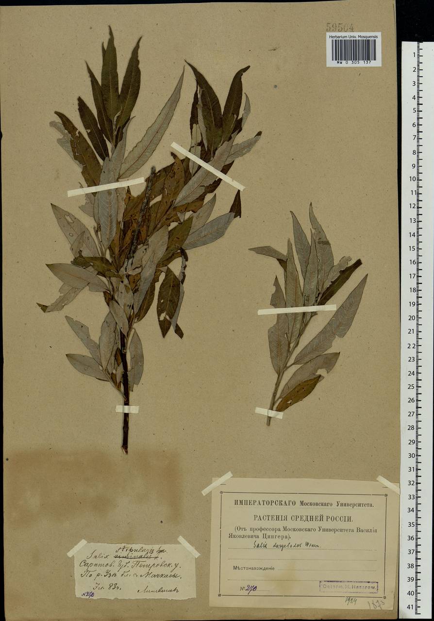 Salix gmelinii Pall., Eastern Europe, Middle Volga region (E8) (Russia)
