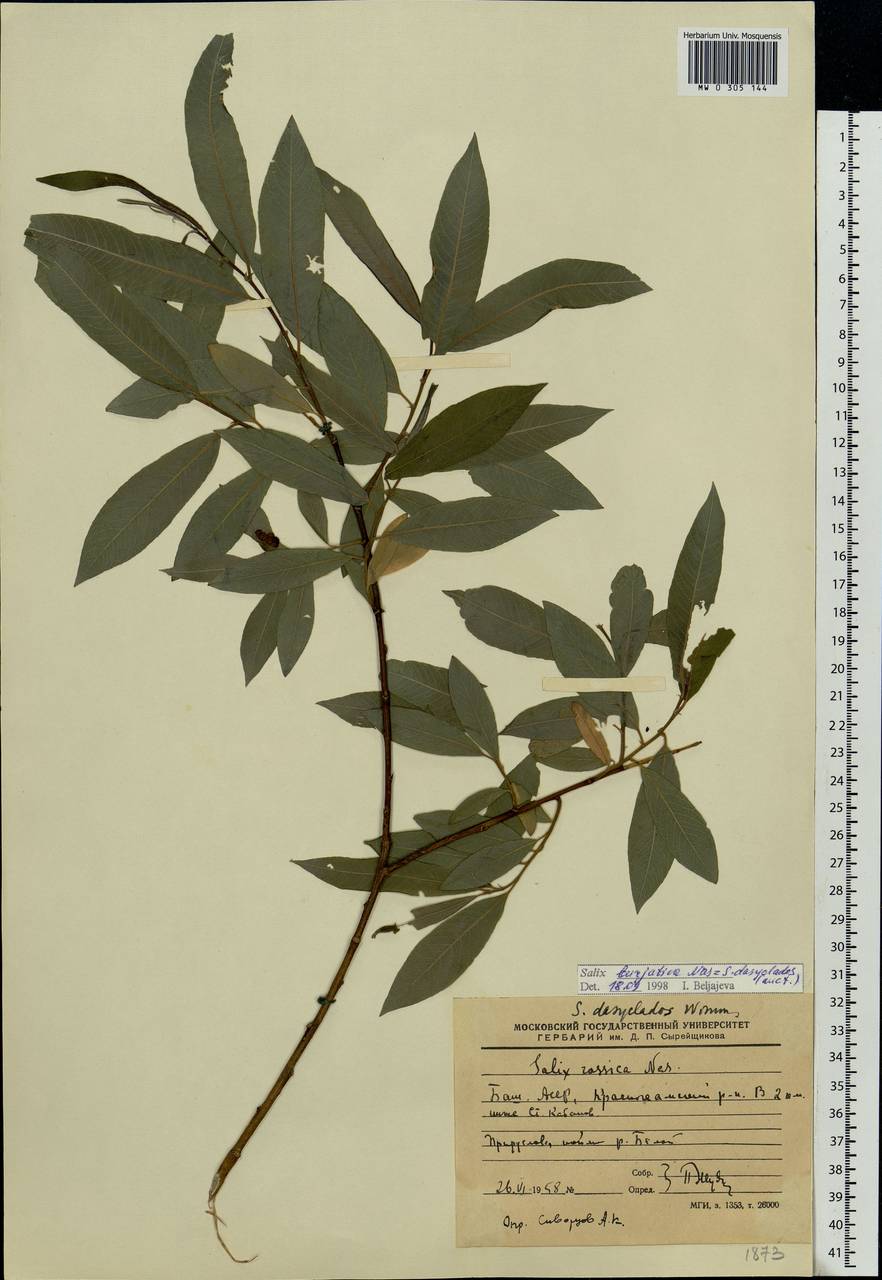 Salix gmelinii Pall., Eastern Europe, Eastern region (E10) (Russia)