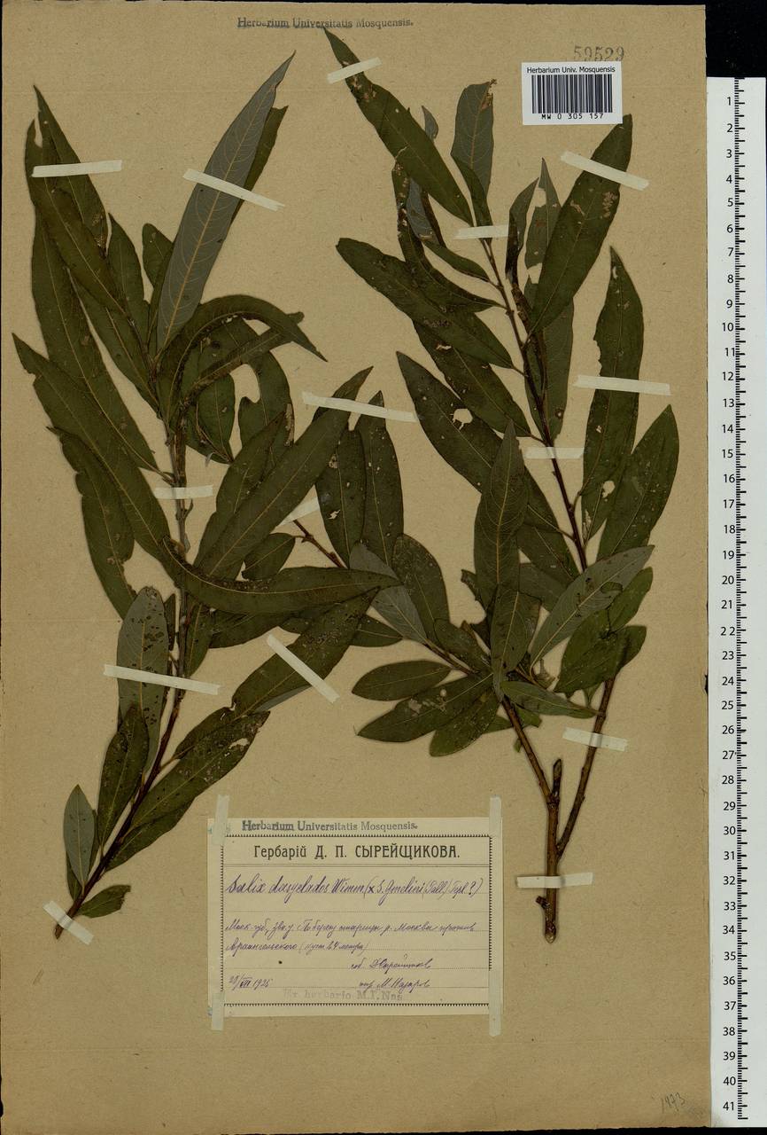 Salix dasyclados × viminalis, Eastern Europe, Moscow region (E4a) (Russia)