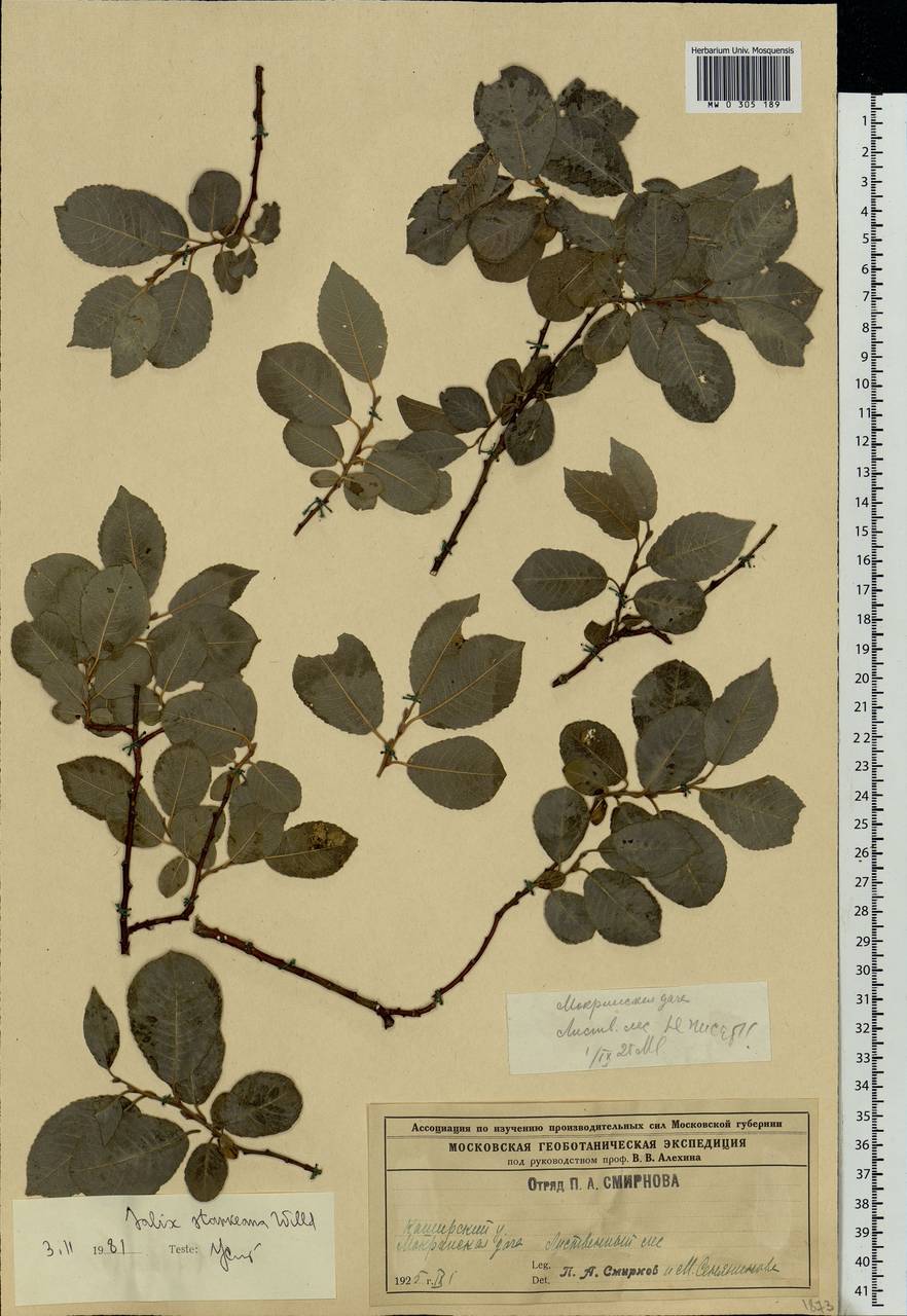 Salix starkeana Willd., Eastern Europe, Central region (E4) (Russia)