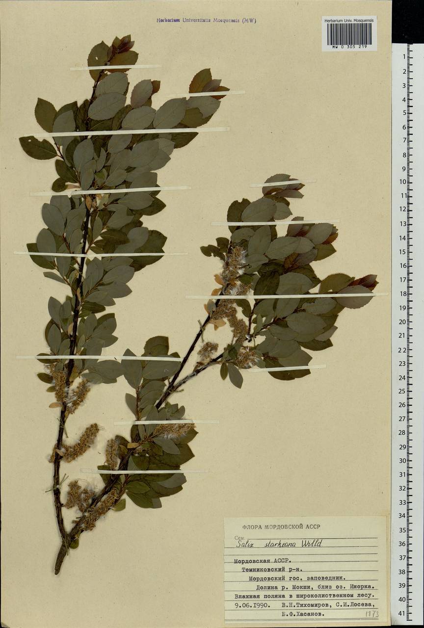 Salix starkeana Willd., Eastern Europe, Middle Volga region (E8) (Russia)