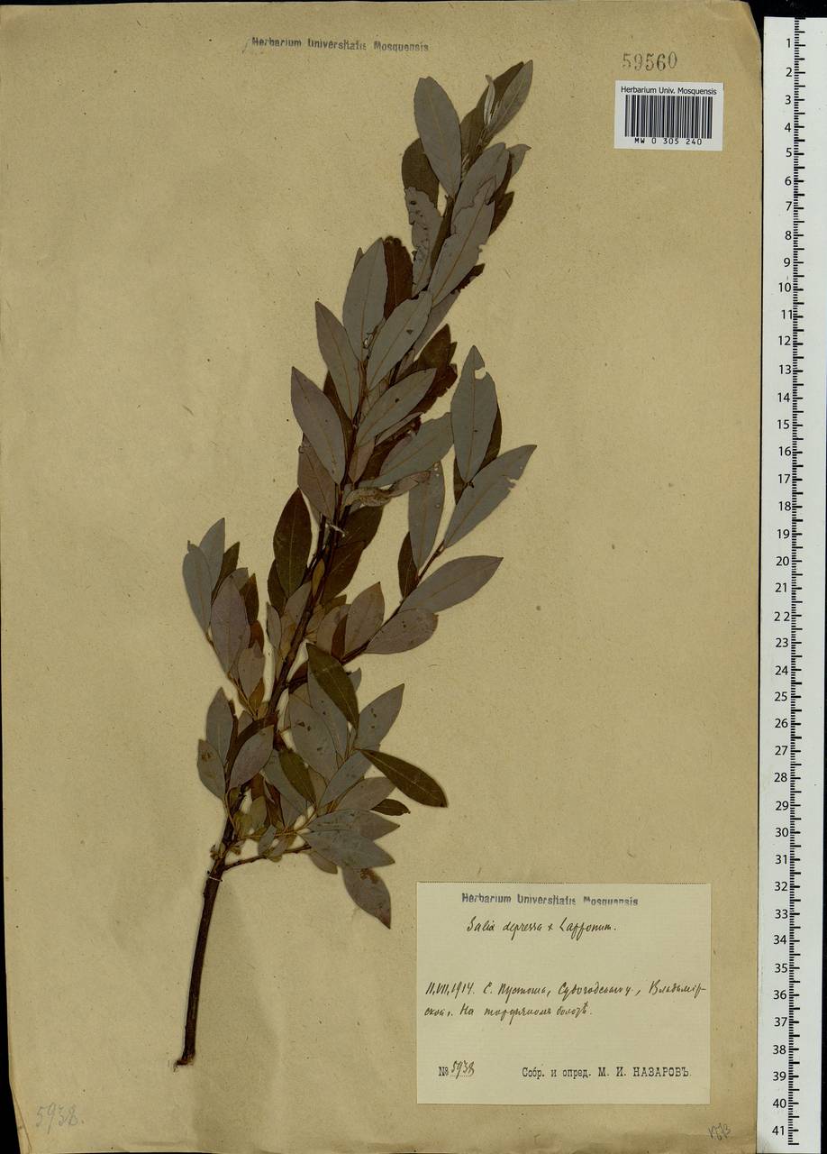 Salix starkeana × lapponum, Eastern Europe, Moscow region (E4a) (Russia)