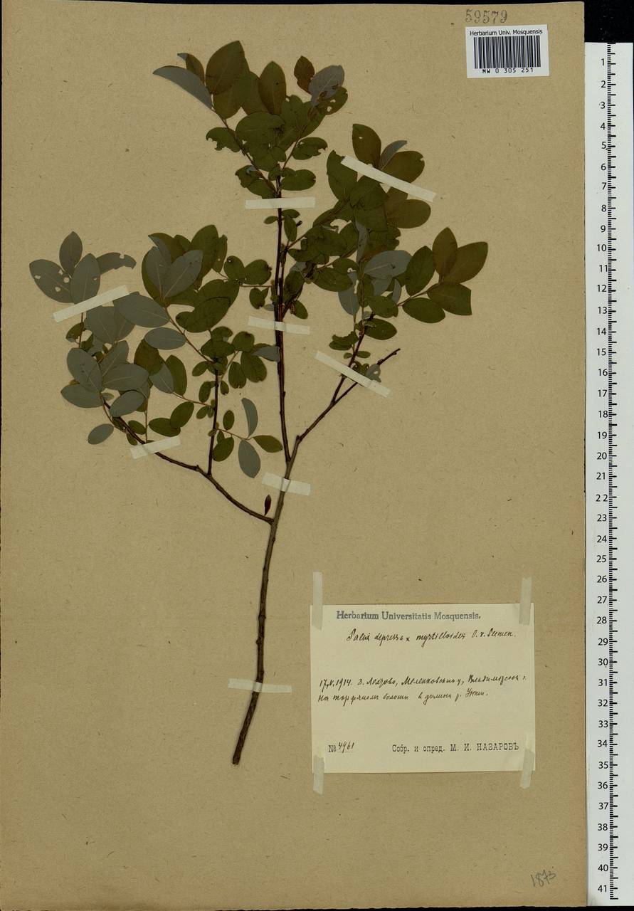 Salix starkeana × myrtilloides, Eastern Europe, Central region (E4) (Russia)