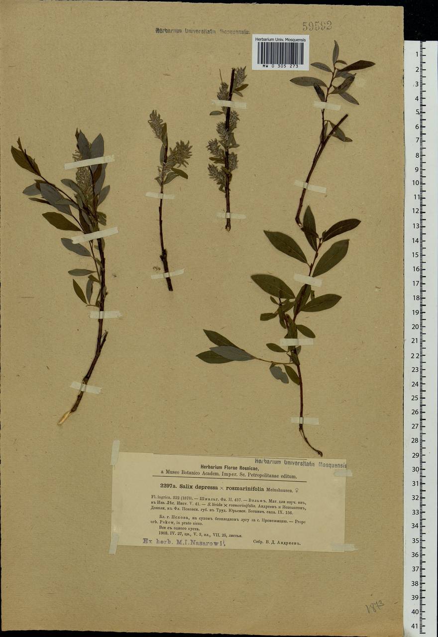 Salix starkeana × rosmarinifolia, Eastern Europe, North-Western region (E2) (Russia)