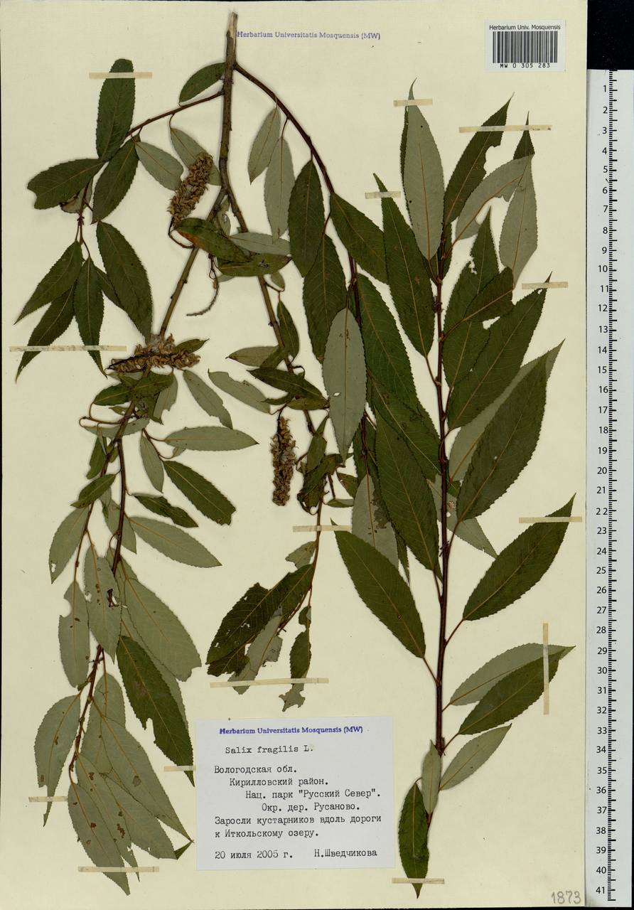 Salix fragilis L., Eastern Europe, Northern region (E1) (Russia)