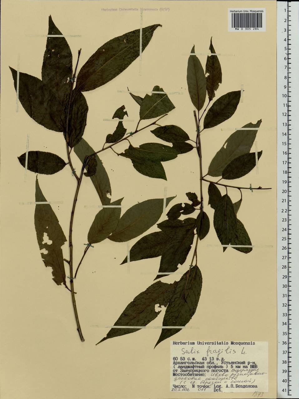 Salix fragilis L., Eastern Europe, Northern region (E1) (Russia)
