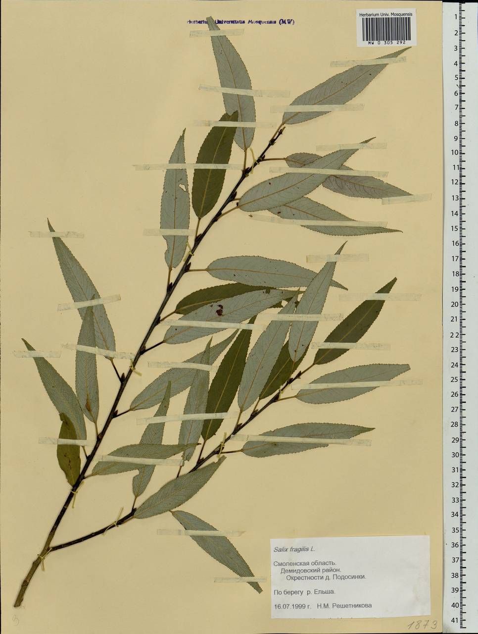 Salix fragilis L., Eastern Europe, Western region (E3) (Russia)