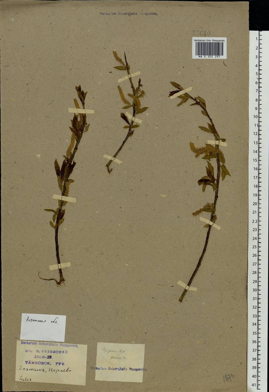 Salix fragilis L., Eastern Europe, Central region (E4) (Russia)