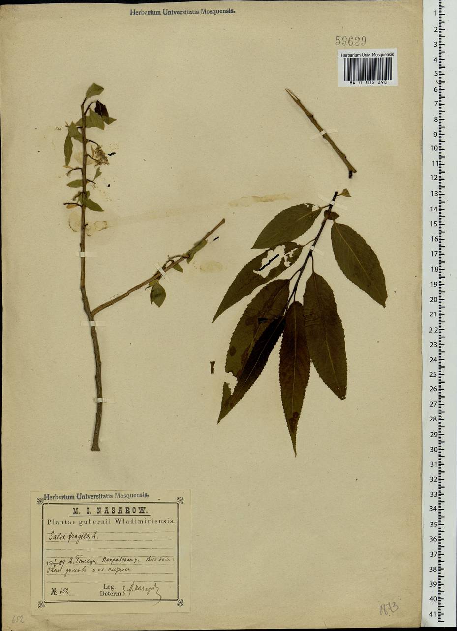 Salix fragilis L., Eastern Europe, Central region (E4) (Russia)