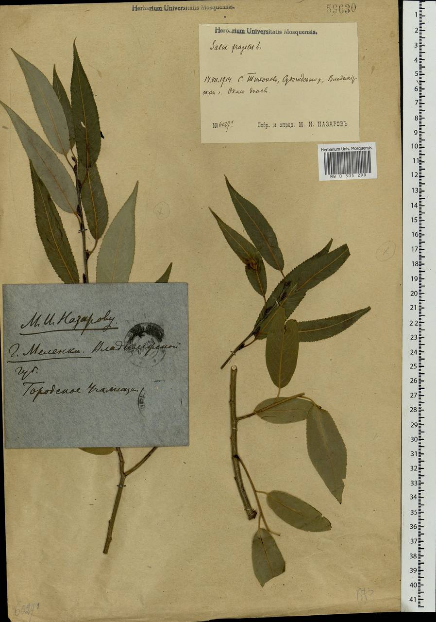 Salix fragilis L., Eastern Europe, Central region (E4) (Russia)