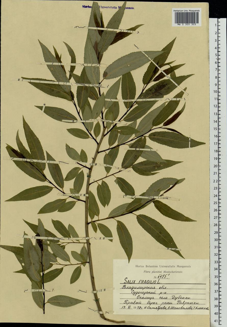 Salix fragilis L., Eastern Europe, Central region (E4) (Russia)