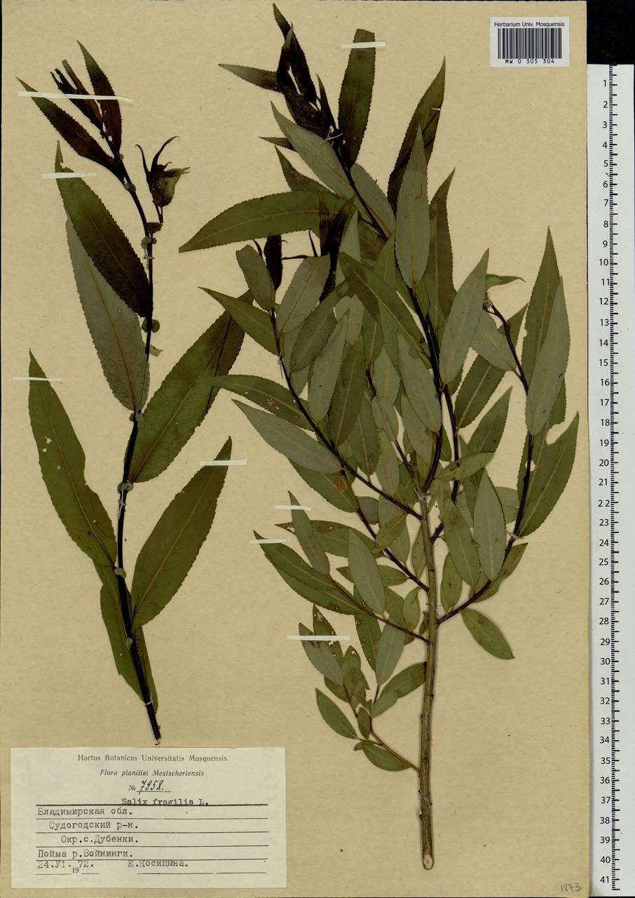 Salix fragilis L., Eastern Europe, Central region (E4) (Russia)