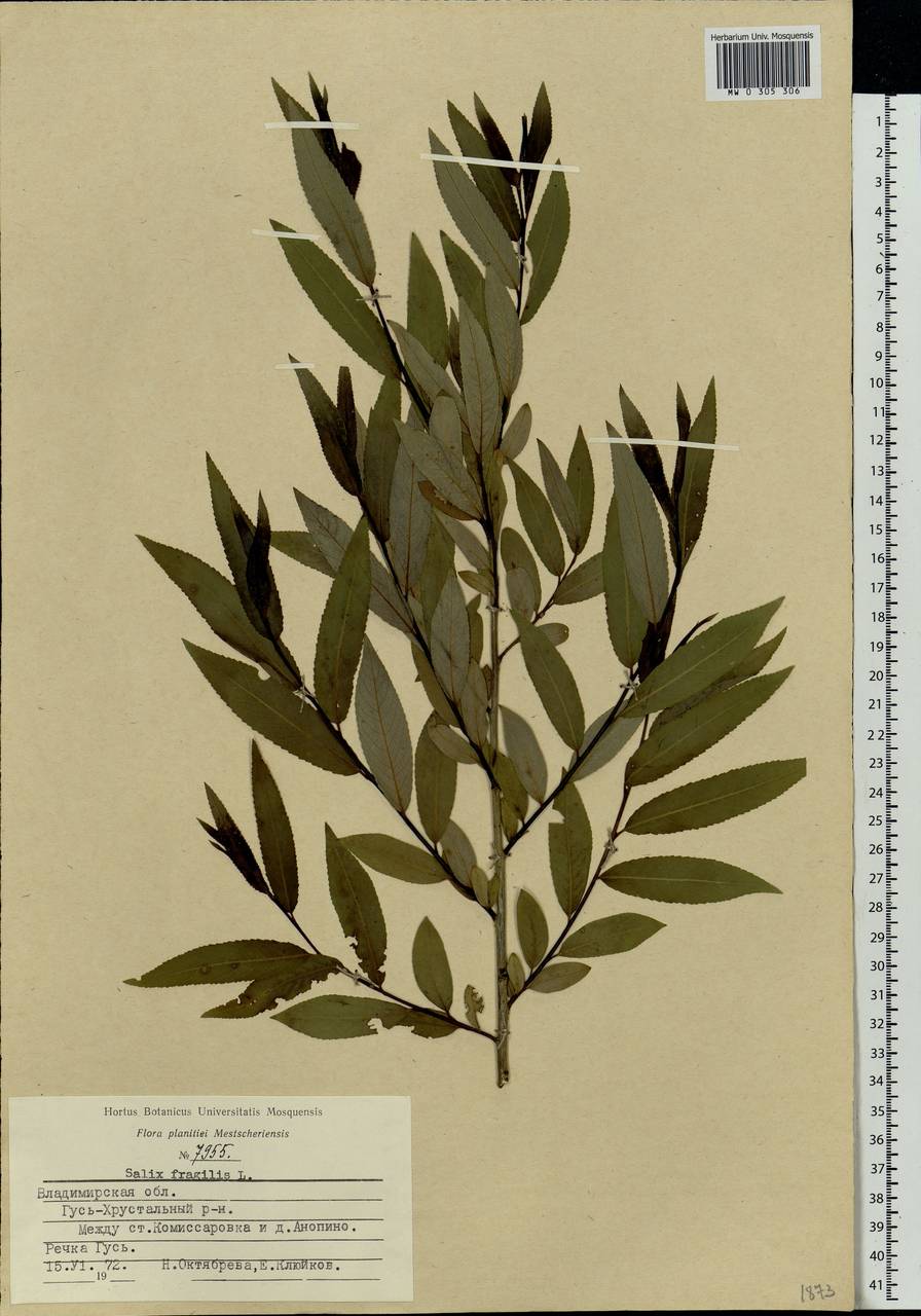 Salix fragilis L., Eastern Europe, Central region (E4) (Russia)