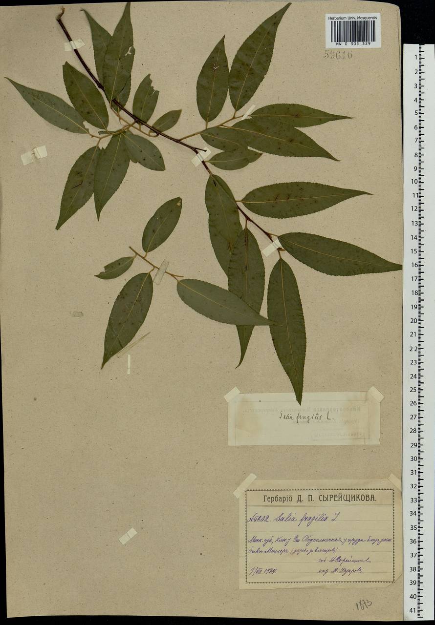 Salix fragilis L., Eastern Europe, Moscow region (E4a) (Russia)