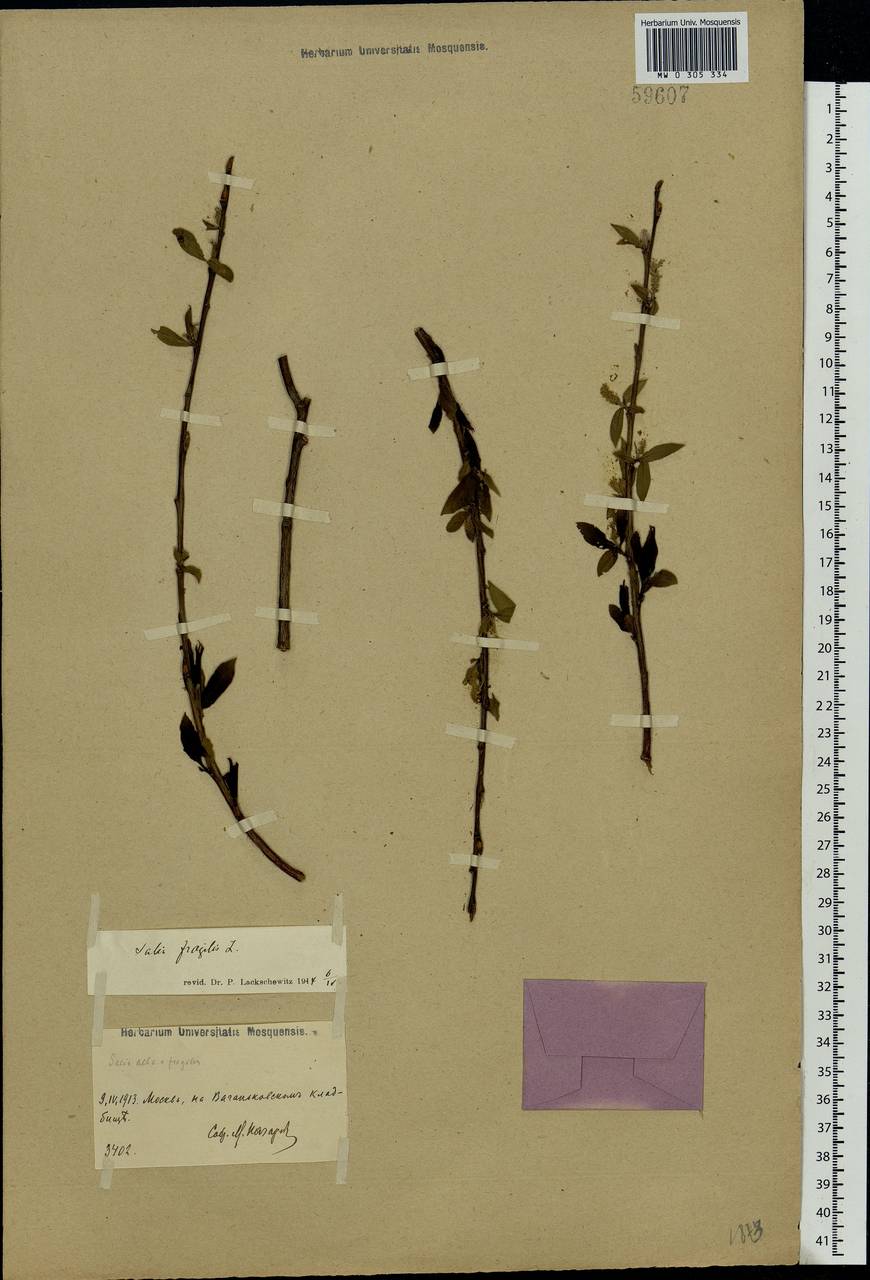 Salix fragilis L., Eastern Europe, Moscow region (E4a) (Russia)