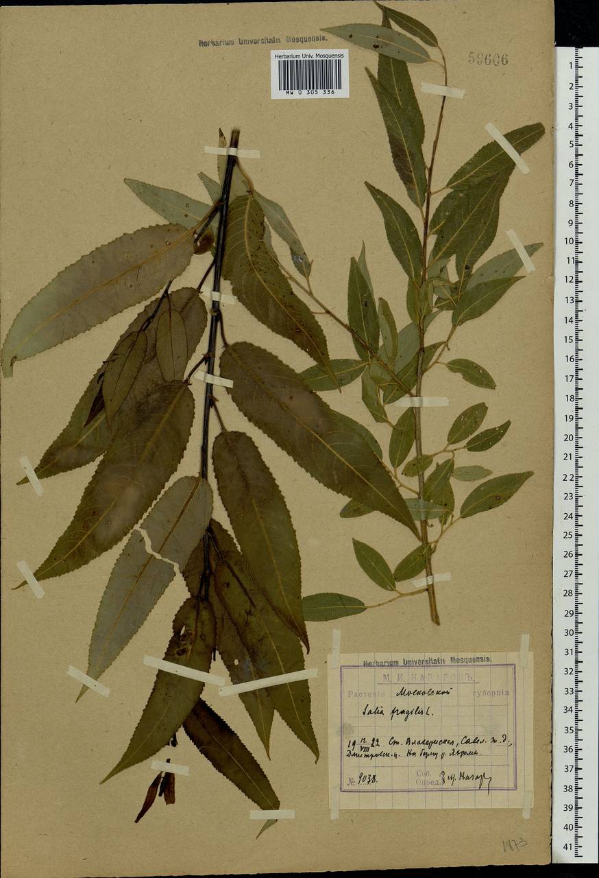 Salix fragilis L., Eastern Europe, Moscow region (E4a) (Russia)