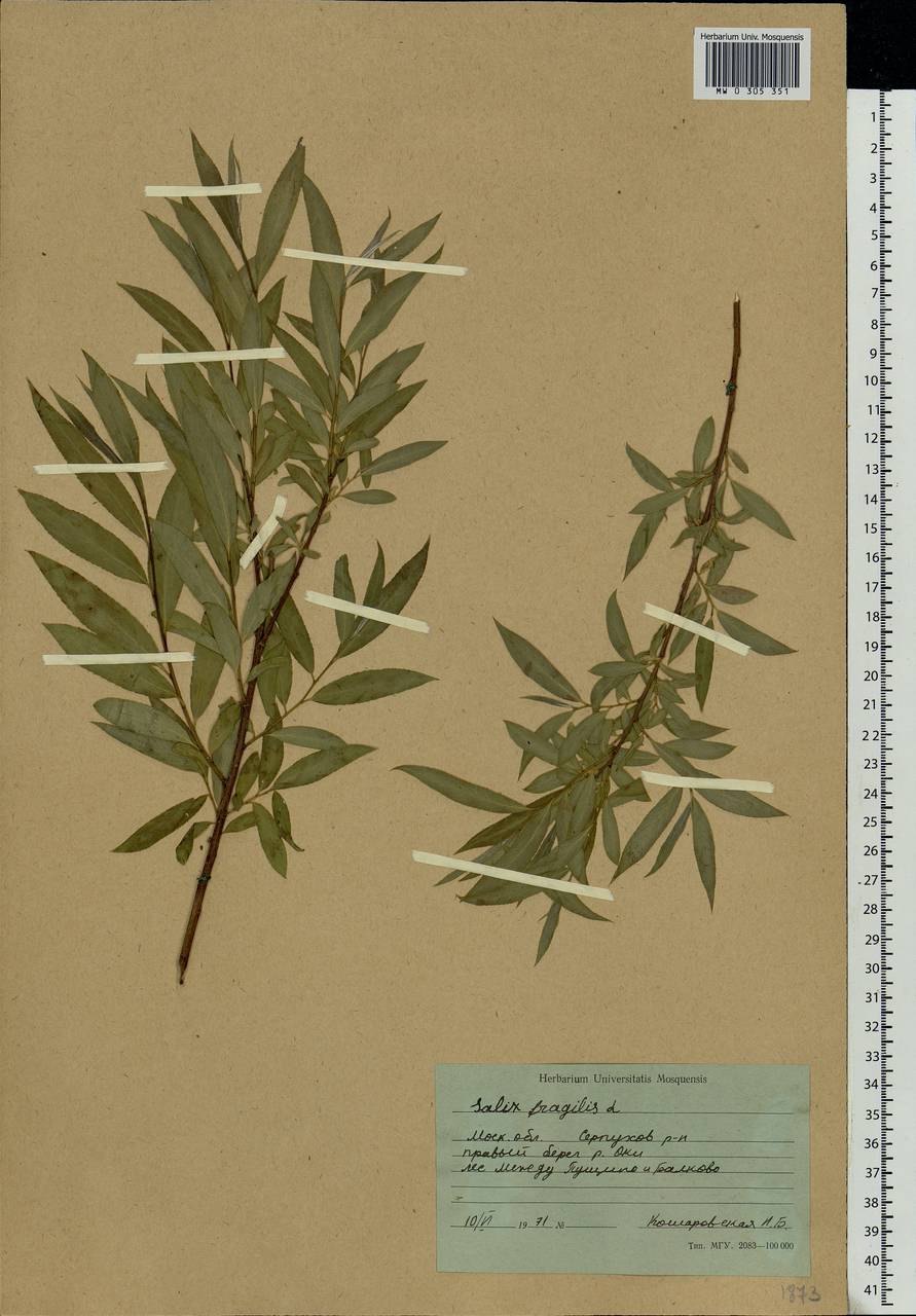 Salix fragilis L., Eastern Europe, Moscow region (E4a) (Russia)
