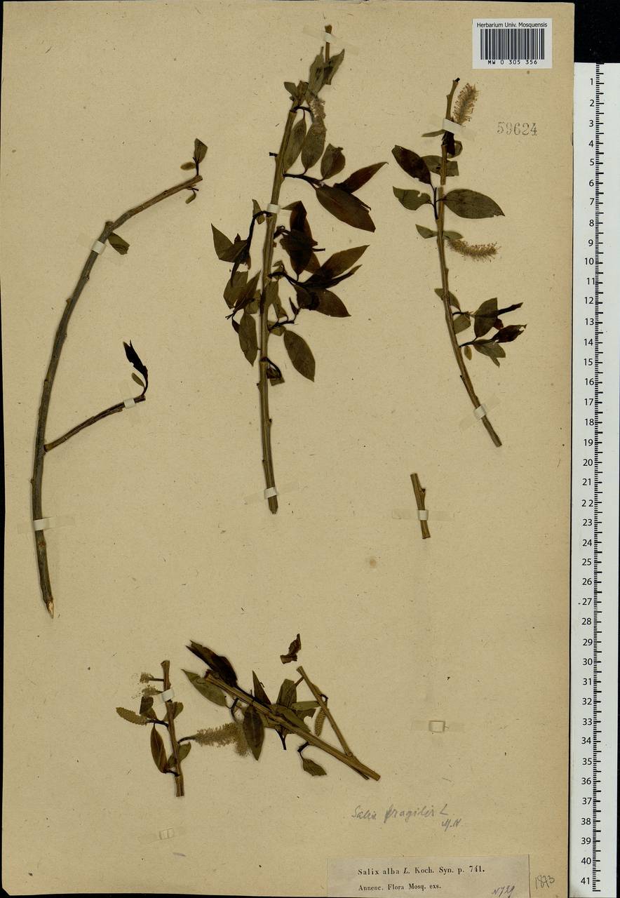 Salix fragilis L., Eastern Europe, Moscow region (E4a) (Russia)