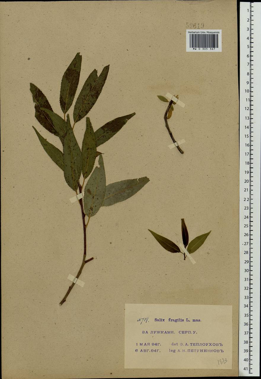 Salix fragilis L., Eastern Europe, Moscow region (E4a) (Russia)