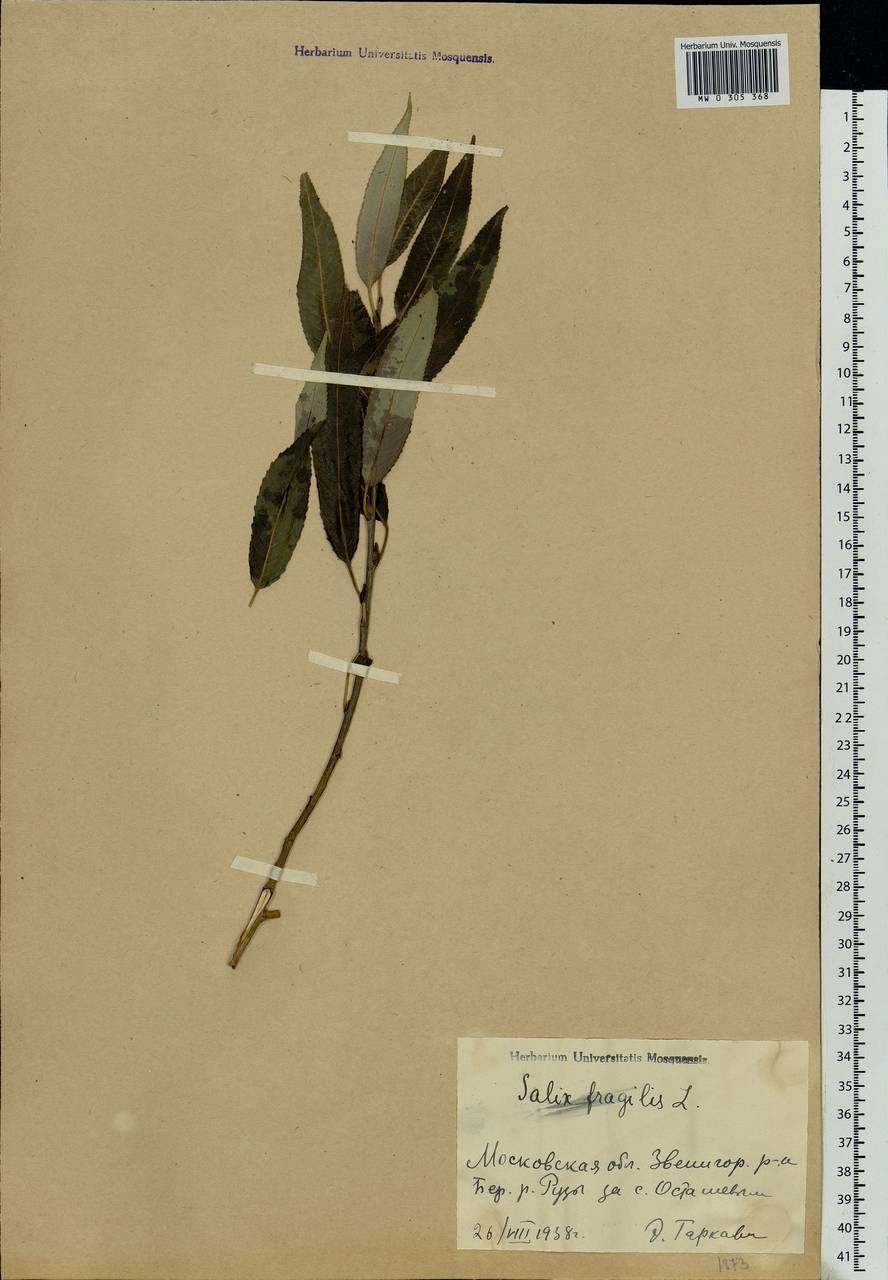 Salix fragilis L., Eastern Europe, Moscow region (E4a) (Russia)