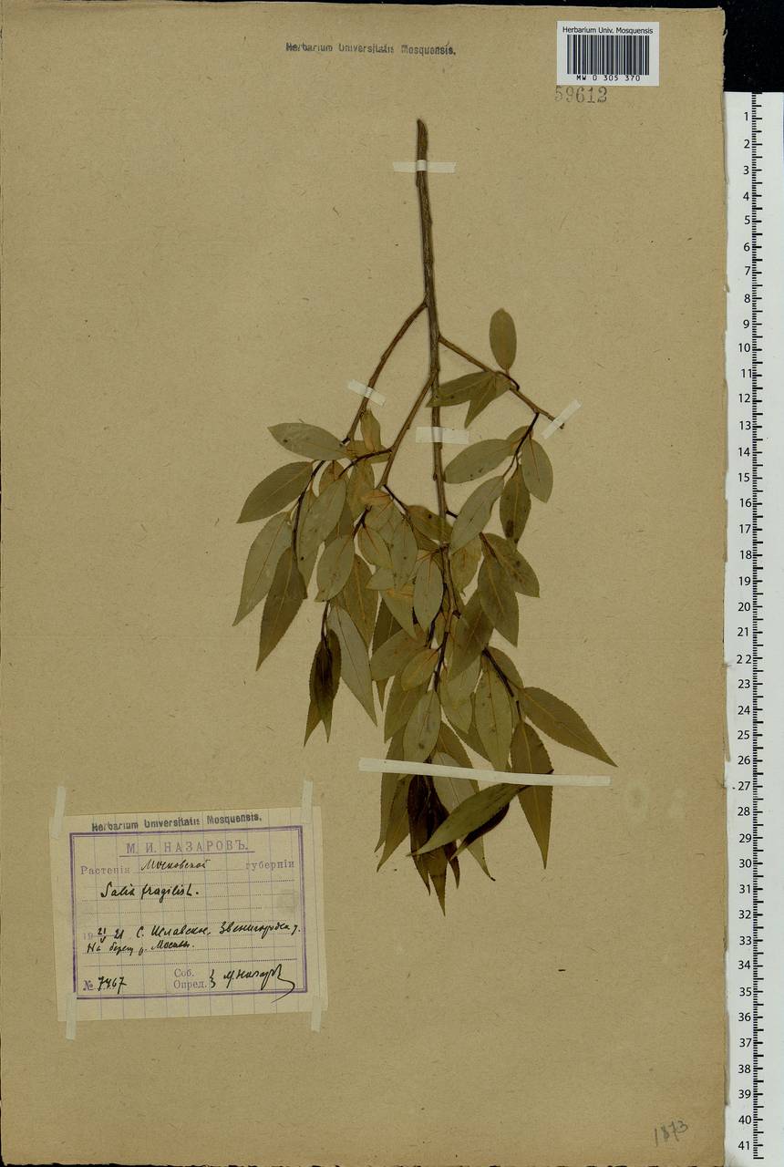 Salix fragilis L., Eastern Europe, Moscow region (E4a) (Russia)