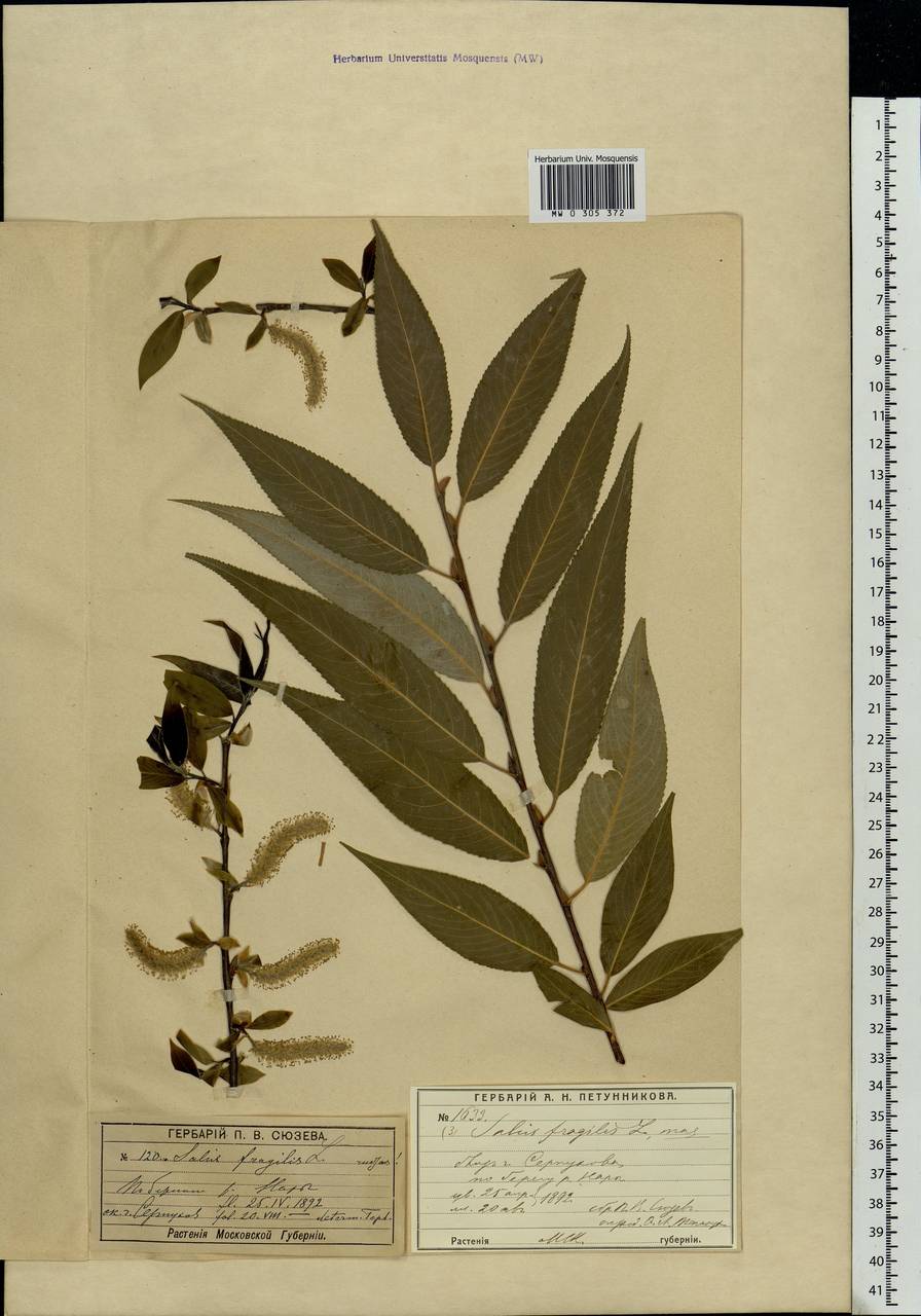 Salix fragilis L., Eastern Europe, Moscow region (E4a) (Russia)