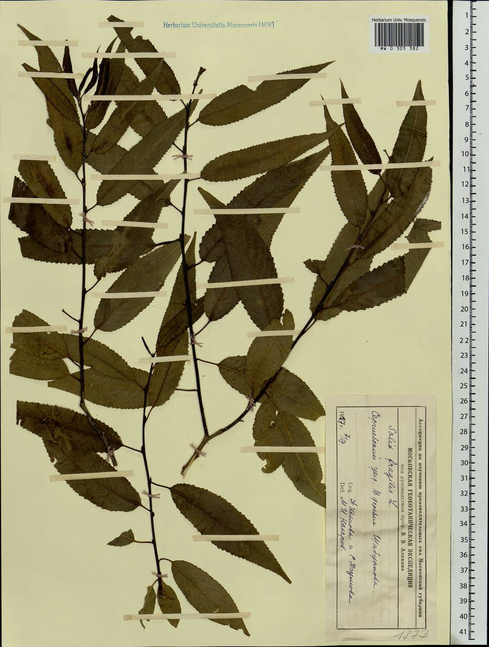 Salix fragilis L., Eastern Europe, Moscow region (E4a) (Russia)