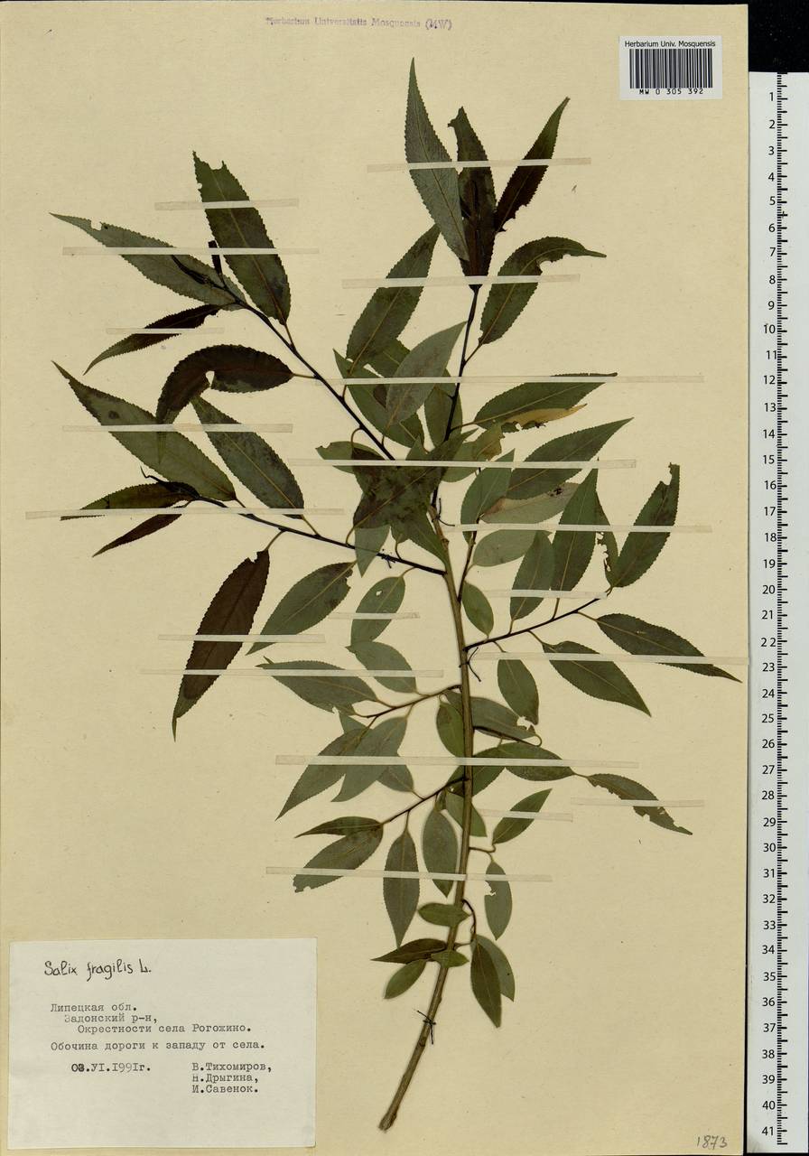 Salix fragilis L., Eastern Europe, Central forest-and-steppe region (E6) (Russia)