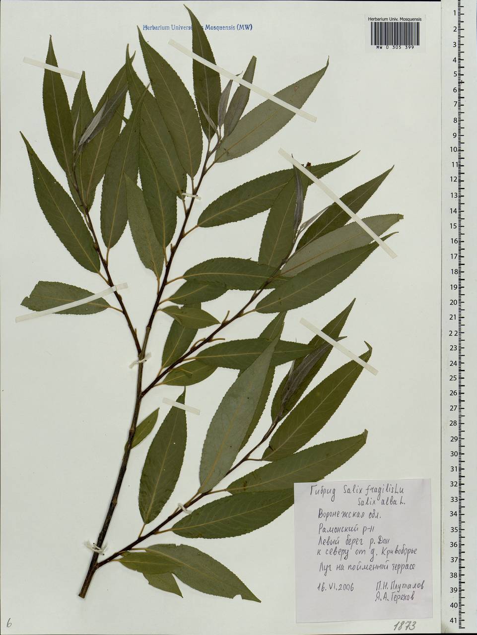Salix fragilis L., Eastern Europe, Central forest-and-steppe region (E6) (Russia)