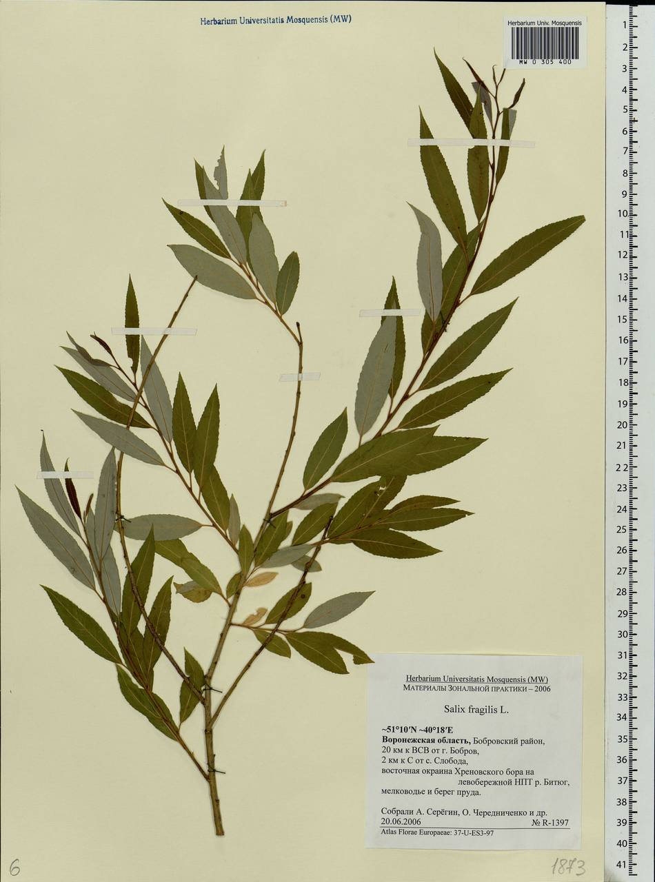 Salix fragilis L., Eastern Europe, Central forest-and-steppe region (E6) (Russia)