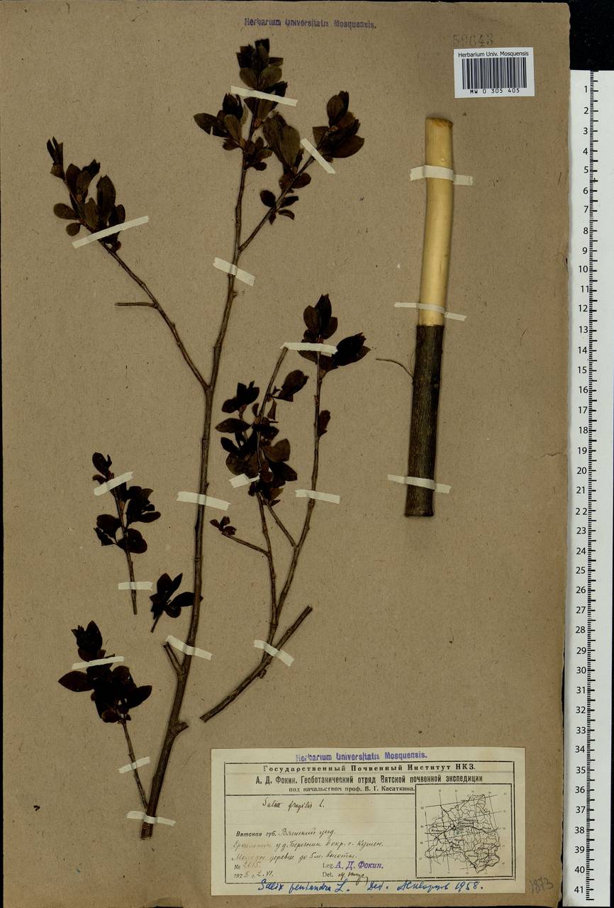 Salix fragilis L., Eastern Europe, Volga-Kama region (E7) (Russia)
