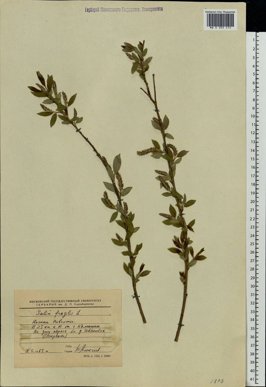 Salix fragilis L., Eastern Europe, Lower Volga region (E9) (Russia)