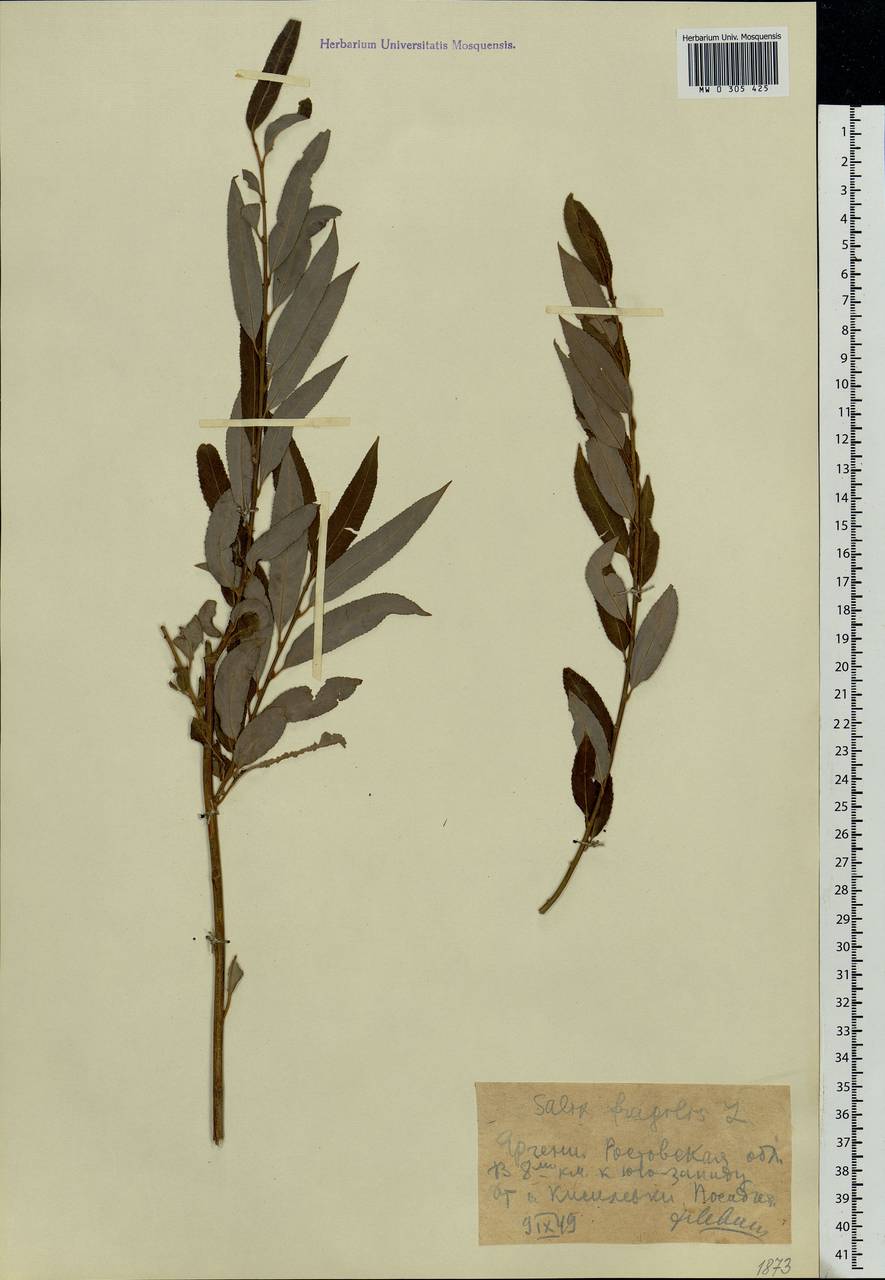 Salix fragilis L., Eastern Europe, Rostov Oblast (E12a) (Russia)
